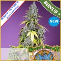 Jet Fuel Mandarine  XL Auto Feminise