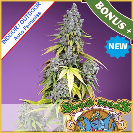 Jet Fuel Mandarine  XL Auto Feminise