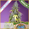 Jet Fuel Mandarine  XL Auto Feminise