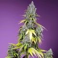 Jet Fuel Mandarine  XL Auto Feminise