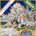 Orange Apricot Glue XL Auto Feminise