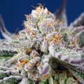 Orange Apricot Glue XL Auto Feminise