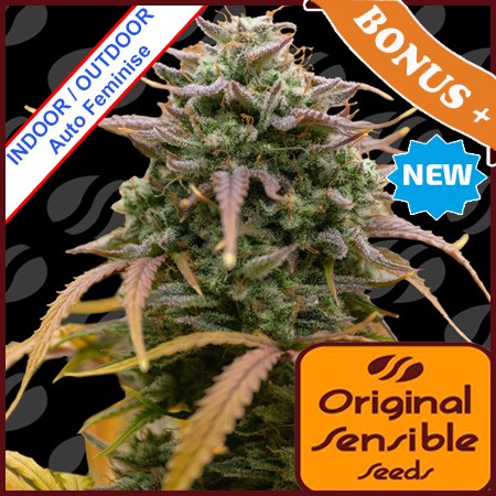 Auto Pineapple Pulse Feminise
