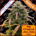 Auto Pineapple Pulse Feminise