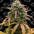 Auto Pineapple Pulse Feminise