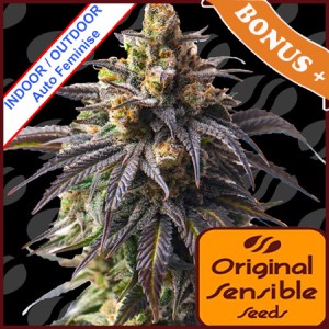 Auto Velvet Drip Feminise