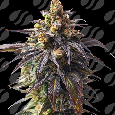 Auto Velvet Drip Feminise