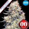 Auto Purple Punch Feminise