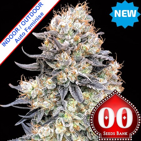 Auto Purple Punch Feminise