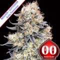 Auto Purple Punch Feminise