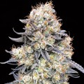 Auto Purple Punch Feminise