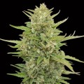 Auto Super Skunk Feminise