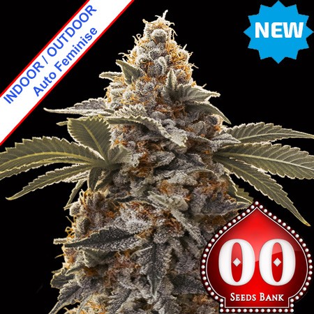 Auto Bubba's Gift Feminise