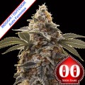 Auto Bubba's Gift Feminise