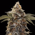 Auto Bubba's Gift Feminise