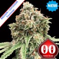 Sweet Critical Fast Feminise