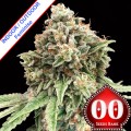 Sweet Critical Fast Feminise