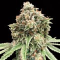 Sweet Critical Fast Feminise