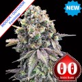 Purple Punch Feeminise