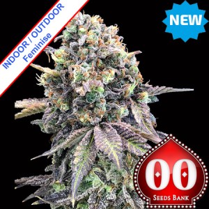 Purple Punch Feeminise