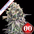 Purple Punch Feeminise