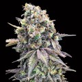 Purple Punch Feeminise