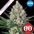 Lemon OG Feminise