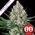 Lemon OG Feminise
