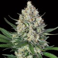 Lemon OG Feminise