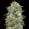 White Widow CBD Feminise