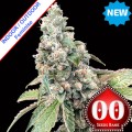 Harlequin CBD Feminise