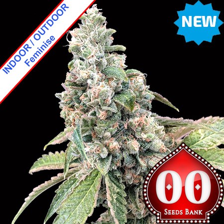 Harlequin CBD Feminise