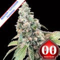Harlequin CBD Feminise