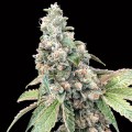 Harlequin CBD Feminise