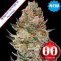 Sweet Critical CBD Feminise
