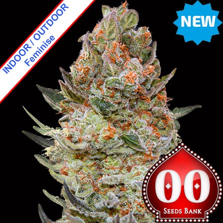 Sweet Critical CBD Feminise