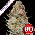 Sweet Critical CBD Feminise