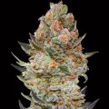 Sweet Critical CBD Feminise