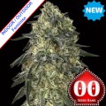 Gorilla Feminise