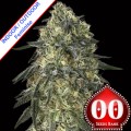 Gorilla Feminise