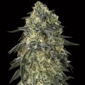 Gorilla Feminise