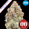 Do-Si-Dos Cookies Fast Version Feminise