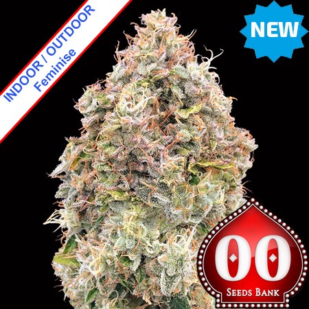 Do-Si-Dos Cookies Fast Version Feminise