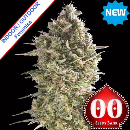 Do-Si-Dos Cookies Feminise