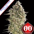Do-Si-Dos Cookies Feminise