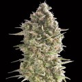 Do-Si-Dos Cookies Feminise