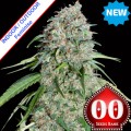 Chocolate Skunk CBD Feminise