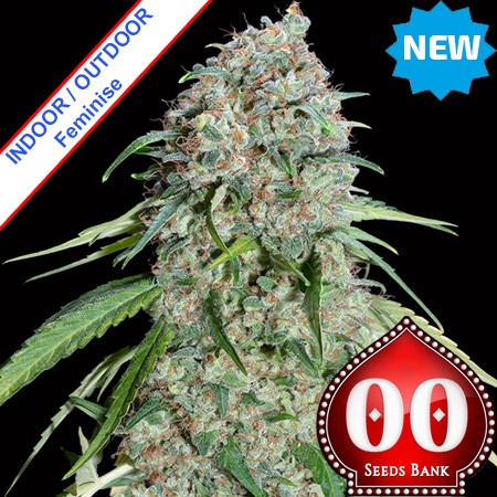 Chocolate Skunk CBD Feminise