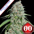 Chocolate Skunk CBD Feminise