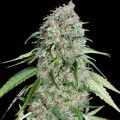 Chocolate Skunk CBD Feminise